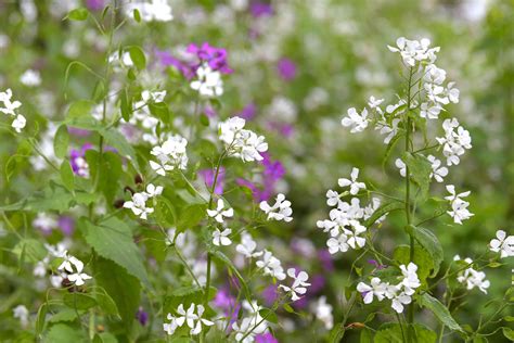 Lunaria Silver Dollar Plant Care And Growing Guide