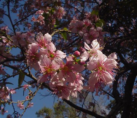 Prunus Cerasoides 20 Seeds Wild Himalayan Cherry Fruit Tree