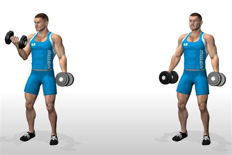 Steps For Dumbbell Bicep Exercises Picture Gym Exercises Picture