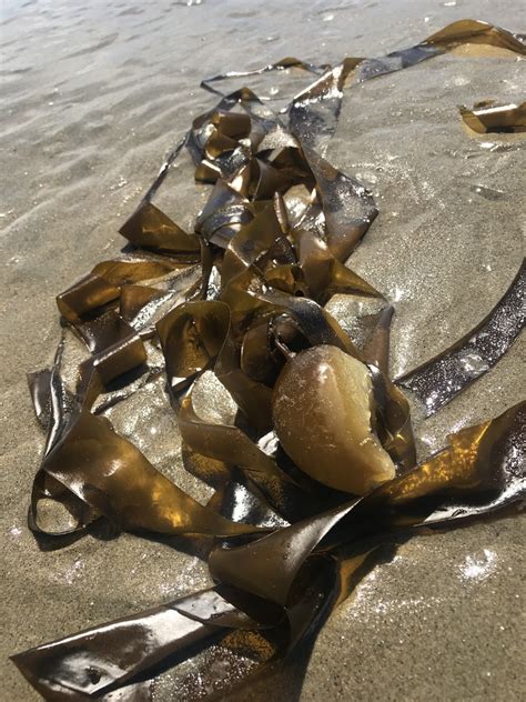 Bull Kelp Uses