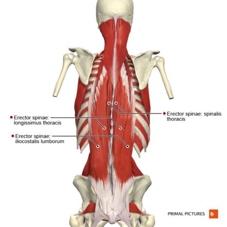 Confesi N Flauta Lana Paravertebral Muscles Anatomy Violar Cabra Corrupci N