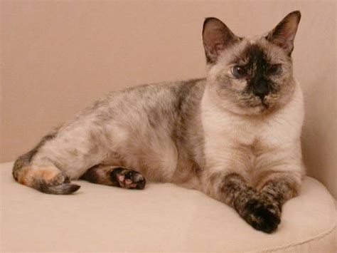 Siamese Cats Wiki Fandom Powered By Wikia