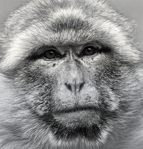 Hd Wallpaper Barbary Ape Monkey Mahogany Animal Mammal Primates