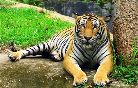 Tiger Populations Increased By Percent Since Earth Com