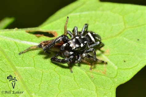 Jumping Spiders Project Noah