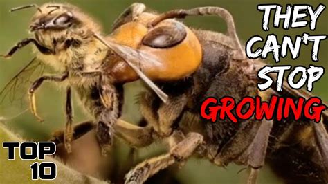 Top 10 Scary Murder Hornets Facts You Should Know Asian Giant Hornet Part 3 Top10 Chronicle