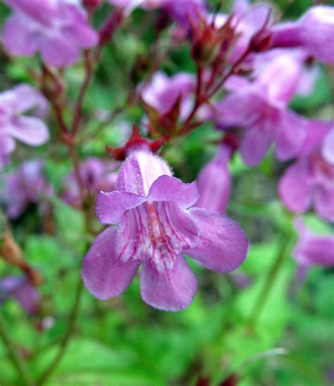 Foraging edible wildflowers is probably one of the more fun aspects of eating wild food and it's a great introduction, especially for kids. EASTERN SMOOTH BEARDTONGUE: (Penstemon laevigatus ...