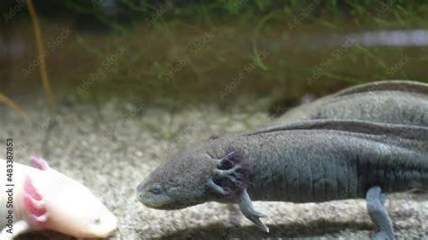 Axolotl Mexican Walking Fish Ambystoma Mexicanum On Sandy Bottom Of