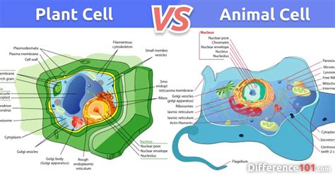 Plant Cell Vs Animal Cell What Is The Difference Between Plant Cell