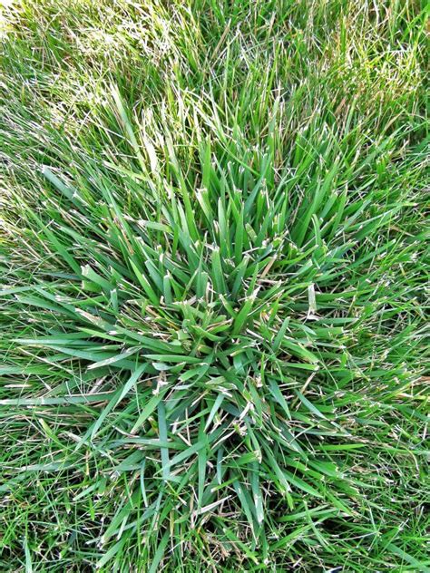 Weed Of The Month Series Coarse Tall Fescue Organolawn