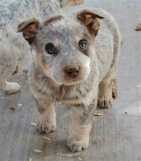 Things that make you go aww! Corgi red Heeler cross puppy! Love my boy! | pets | Pinterest | Corgi, Dog and Animal