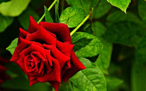 Stem Of Blooming Red Rose