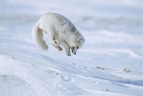 13 Jumping Animals Just In Time For Leap Year Arctic Fox Animals