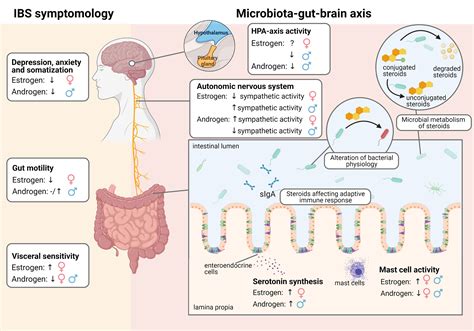 Frontiers Sex Bias In Irritable Bowel Syndrome Linking Steroids To