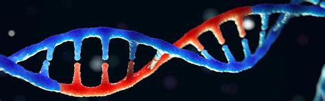 Qué Es Y Para Que Nos Sirve Conocer El Genoma Humano Cátedra De