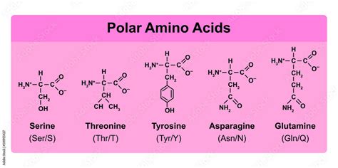 Amino Acids Types Table Showing The Chemical Structure Of Polar Amino Acids Vector