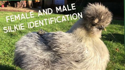 Female Male Silkie Differences How To Sex Rooster And Hen Silkies Chickens Youtube