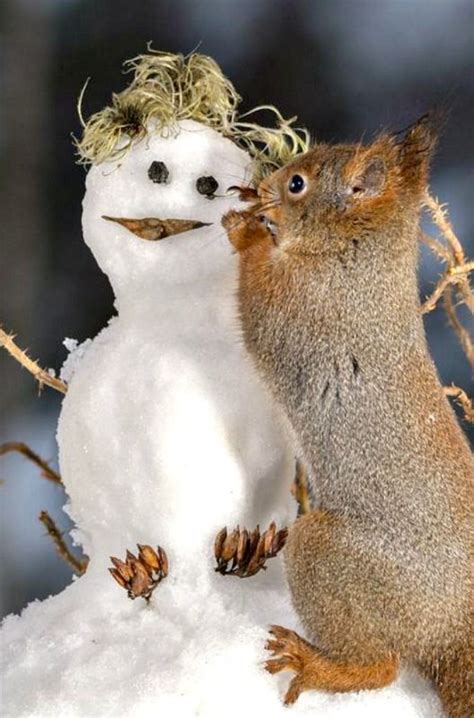 Squirrel Size Snowman Geert Weggen Photo A Woodland Walk