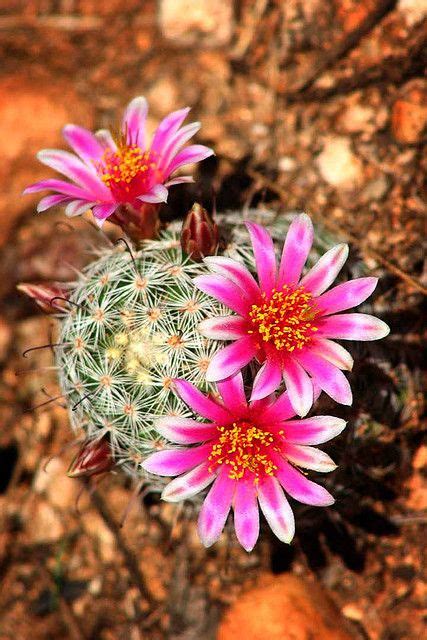 Agua fria national monument, arizona. Arizona Desert Cactus Flower | Flowering succulents, Rare ...