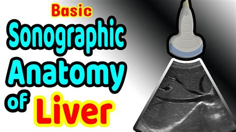 Basic Sonographic Anatomy Of The Liver Youtube