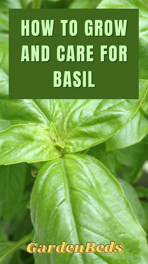 How To Grow And Care For Basil Container Gardening Vegetables