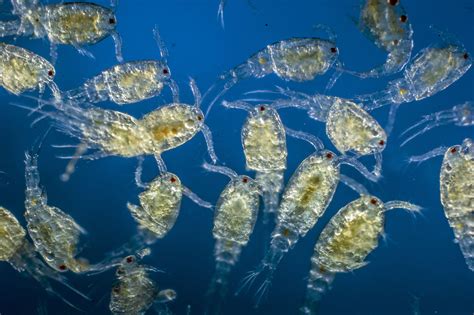 Fakta Unik Plankton Yang Menarik Untuk Diulas