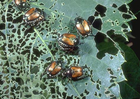 The tiny insects are commonly green, making them hard to spot on green leaves. Popillia Japonica, un piccolo coleottero che genera grossi ...