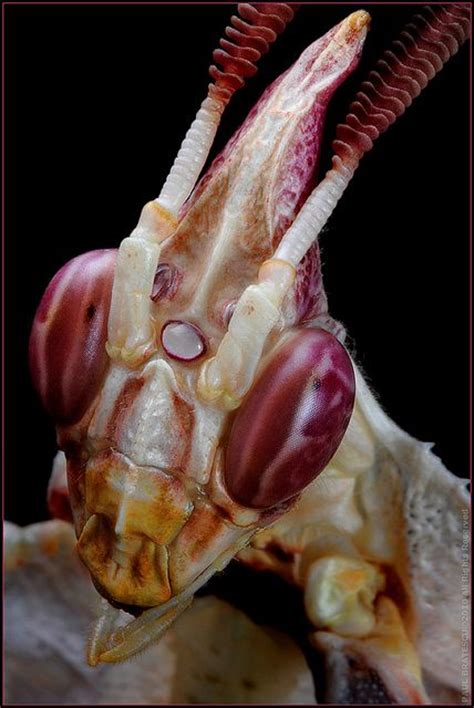 17 best images about insect face on pinterest welding goggles jumping spider and aliens
