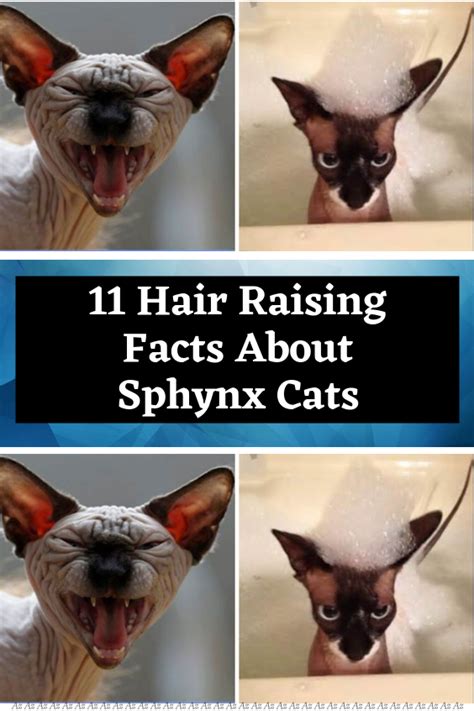 11 Hair Raising Facts About Sphynx Cats Artofit