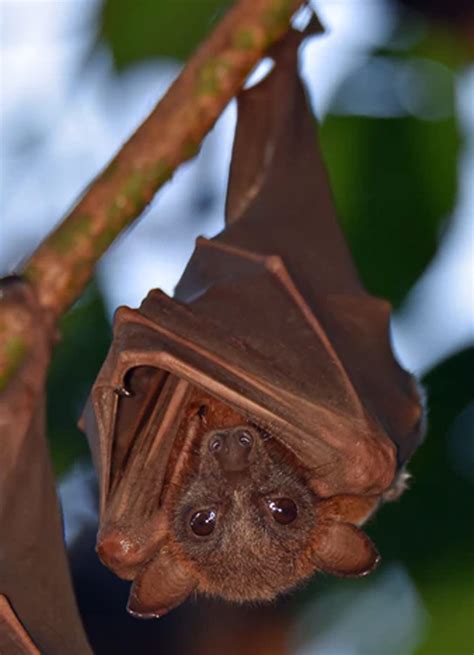 Documents similar to faktor yang dikenalpasti mengganggu penyelidikan. COVID-19 hasil gabungan dua jenis virus - Penganalisis ...