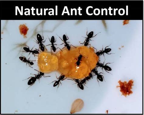 Top 5 best outdoor ant killers on the market reviewed. ants Archives - Garden Myths
