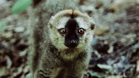 Download Wallpaper 1920x1080 Lemur Animal Glance Primate Wildlife