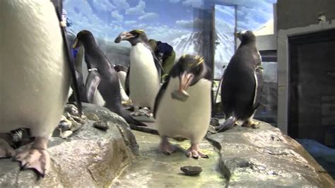 Penguins Get Their Nesting Rocks At The Tennessee Aquarium Youtube