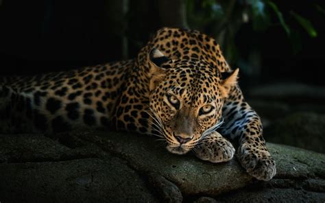 Animal Leopard HD Desktop Background Wallpaper | HD Wallpapers