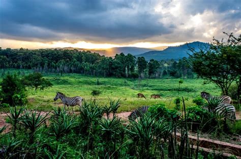 Tripadvisor has 13,549 reviews of eswatini (swaziland) hotels, attractions, and restaurants making it your best eswatini (swaziland) resource. 10 lieux à visiter au Swaziland | Afrique du Sud Découverte