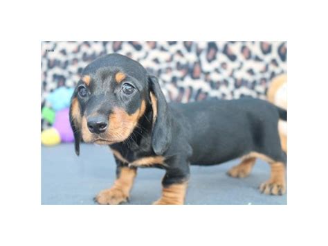 Only responsible and respectable dachshund breeders may submit to this site. Dachshund-DOG-Female-blk & tn-2127377-Petland Racine, WI