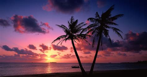 View 29 Palm Tree Beach Sunset Wallpaper 4k Goimages User