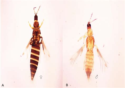 First Report Of The Exotic Species Megalurothrips Usitatus