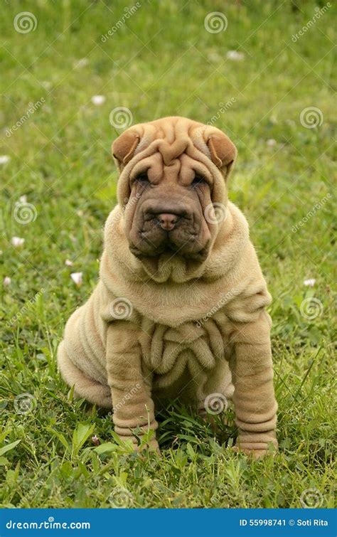 Sitting Fawn Puppy Sharpei In The Grass Stock Image Image Of Skin