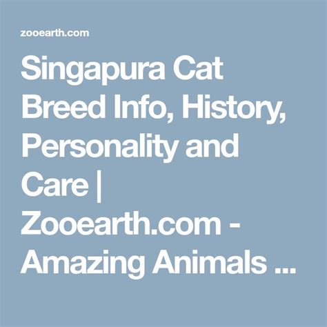 Singapura Cat Breed Info History Personality And Care