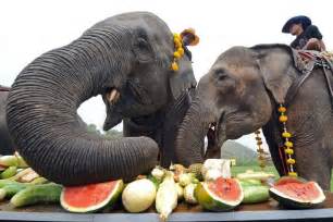Digesting about half of what they eat, elephants are browsers in the wild, and are known to love. Elephants enjoy eating fruits during the 'elephant buffet ...