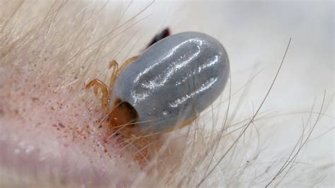 18 Most Disturbing Parasites That Could Be Inside You Right Now Eww