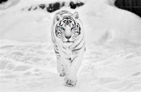 Siberian White Tiger 4k Wallpapers Wallpaper Cave