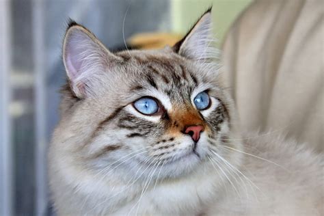 Best Cat Breeds Choosing The Right Cat Petsmont