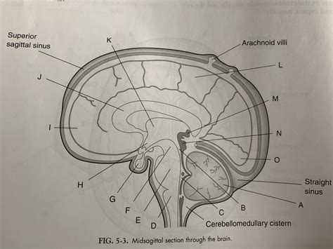 Fig 5 3 Midsagittal Section Through The Brain Diagram Quizlet