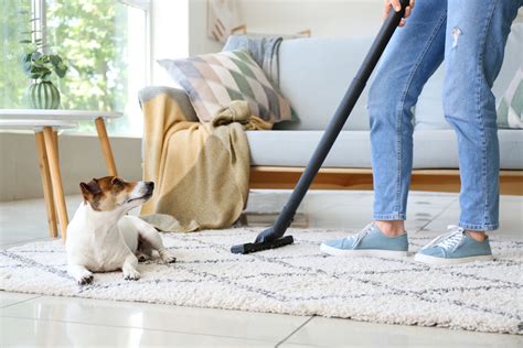 Dog Owner Home Cleanliness Vacuuming Dishes Professionals Healthy