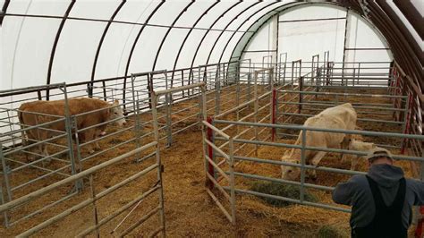 Livestock Barns Tremendous Natural Light And Ventilation