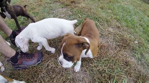 Boxer Puppies Playing In The Back Yard Youtube