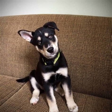 Labrador Husky Mix Find Out About Your New Best Friend Doggie Hq