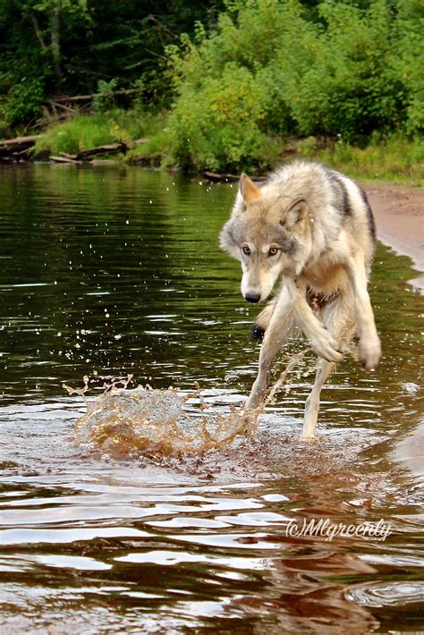 Water Wolf Photograph Taken At Minnesota Wildlife Connection By
